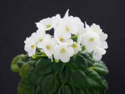 Jolly Blanco Baby (H. Pittman)