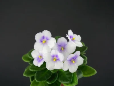 Jolly Lulu (H. Pittman)