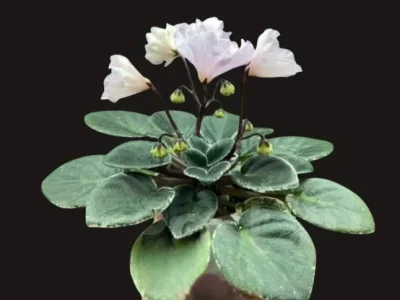 ЛЕ-Грация (Е. Лебецкая)