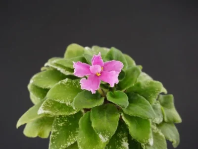 ЛЕ-Карамелька (Е. Лебецкая)