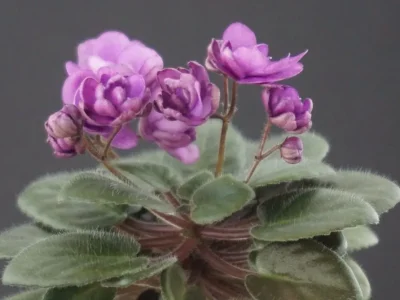 ЛЕ-Ника (Е. Лебецкая)