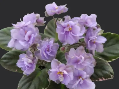 Н-Инкогнито (Н. Бердникова)