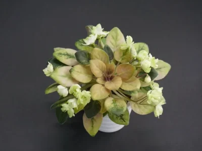 Н-Липовый Цвет (Н. Бердникова)