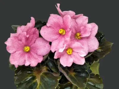 НК-Канада (Н.Козак)