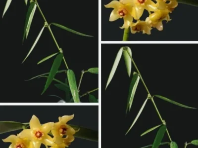Hoya pandurata ssp. Angustifolia