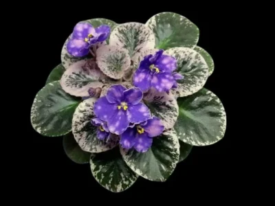 Rob's Outer Orbit  (R. Robinson)