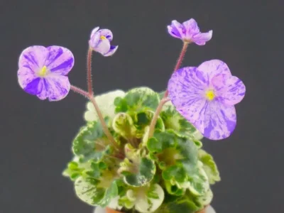 Shirl's Pip Squeak (S. Sanders)