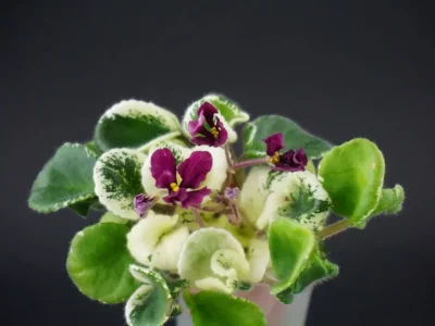 T'ser-Sergey (S. Tirdea)