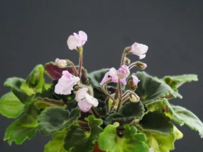 T'ser Hodss (S. Tirdea)