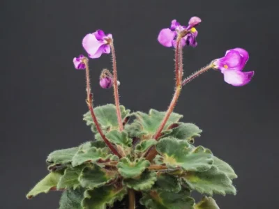 T'ser-Malishka (S. Tirdea)