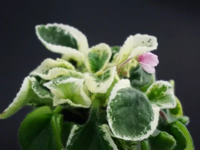 T'ser-Rose (S. Tirdea)