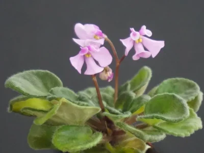 T'ser-Tatjana (S. Tirdea)