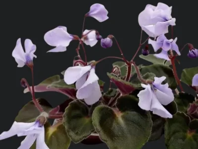 T'ser-Вечерний Кишинёв (S. Tirdea)