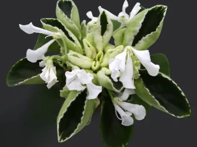 Wesley's King of Cups (W. Carter)