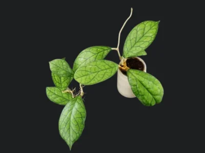 Hoya cv. Irina EPC-964