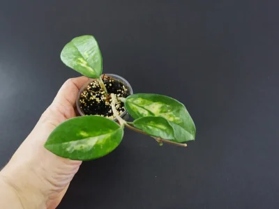 Hoya Carnosa Madara Green Edge