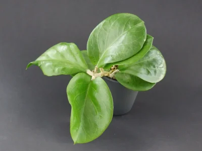 Hoya cv. Rhiannon ss 37-03