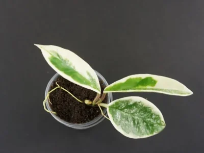 Hoya carnosa Krimson Queen splash