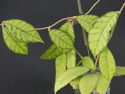 Hoya callistophylla sp. Sabah IML 1762