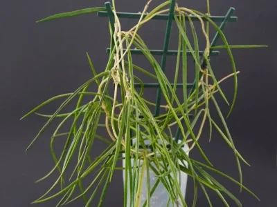 Hoya acicularis