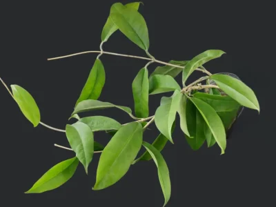 Hoya albiflora IML 0299
