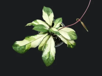 Hoya Crassipetiolata Variegated