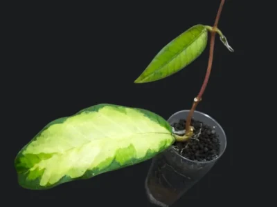 Hoya sp. Aceh Ladia Galaska