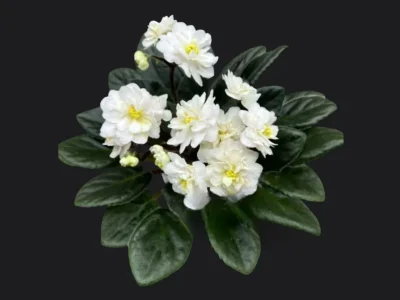 Jolly Moonflower (H. Pittman)
