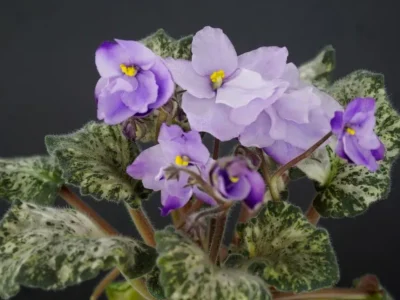 River Falls Twilight (E. Golledge)