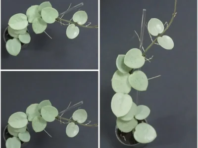 Hoya Mathilde Grey Fairy