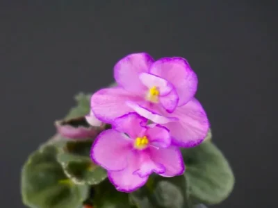 Hunter's Medusa (K. Muzalewski)