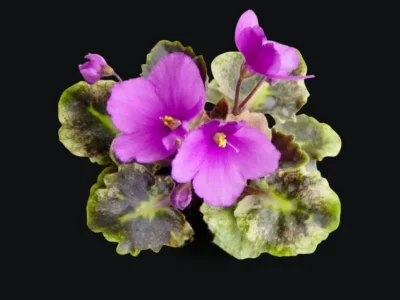 Mikinda Girl (A. E. Adams)