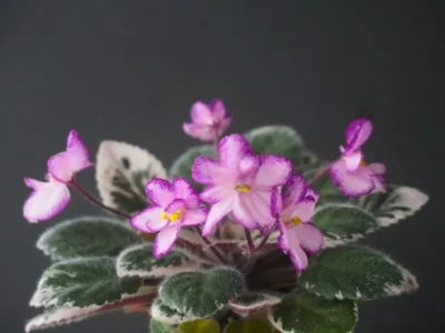 Aca's Georgene (J. Brownlie)