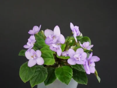 Hunter's Profusion (K. Muzalewski)