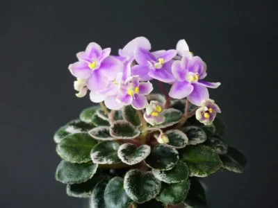 Dean's Rosalie (K.Hobbs-Gregg)