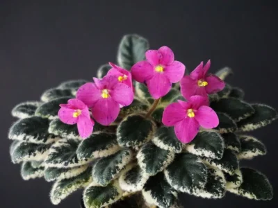 Mac's Jingle Jangle (G. McDonald)