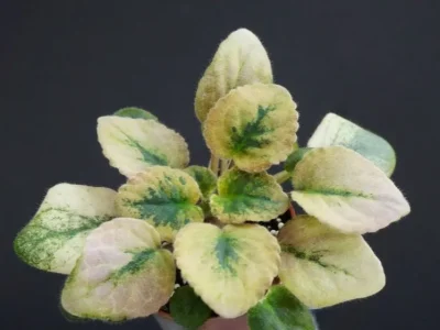 Cabbage Patch (E. Champion)