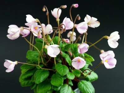 Midget Lillian (E. Champion)