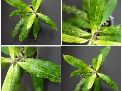 Hoya Multiflora Lima