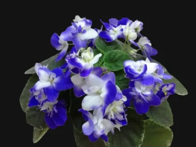 Mac's White Water (G. McDonald)