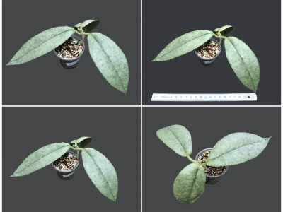 Hoya Mitrata Silver Kapuas