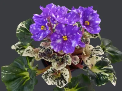 Rivermist Zephyr (J.Baker)